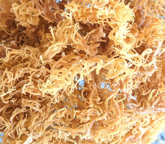 Sea moss (small)